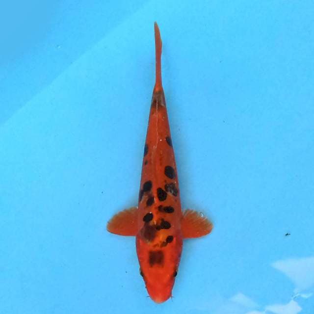 Macan 20 cm