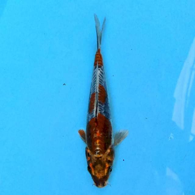 Kiko 22 cm