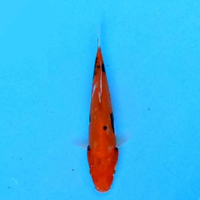 Benikumonryu 19 cm