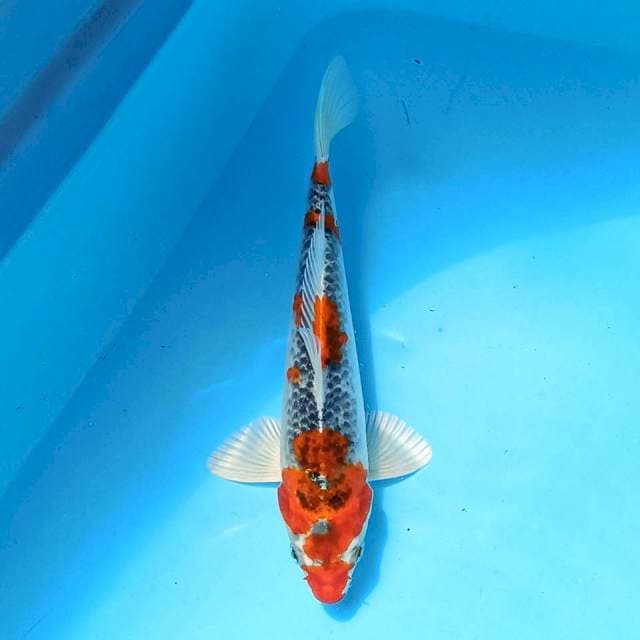 Kujaku 21cm