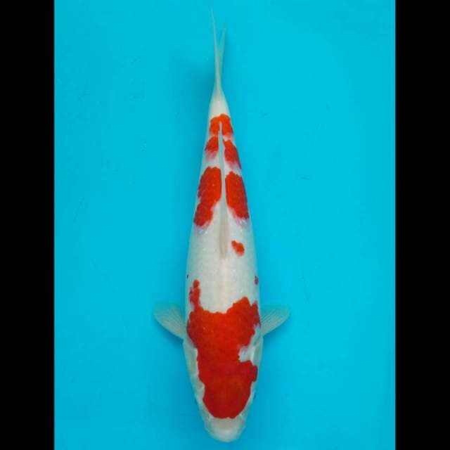 Kohaku