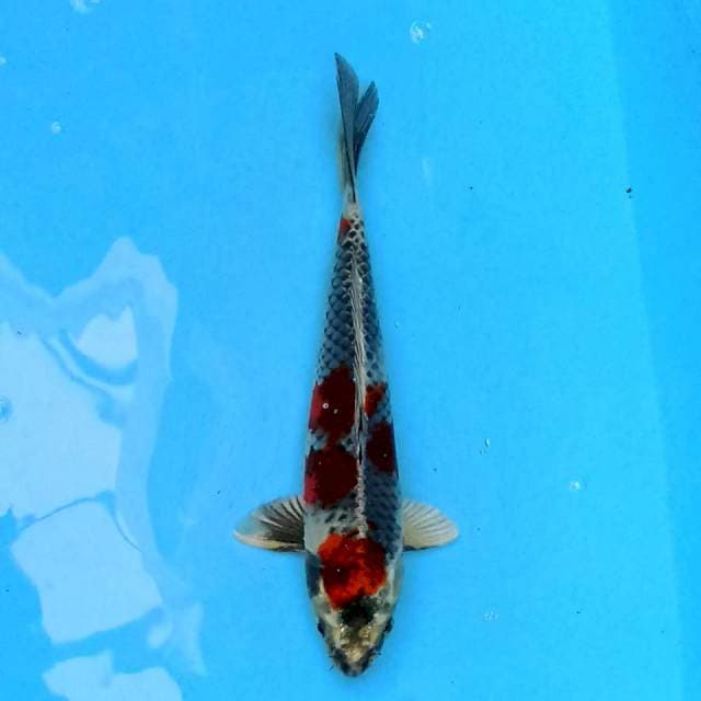 Kujaku 22cm