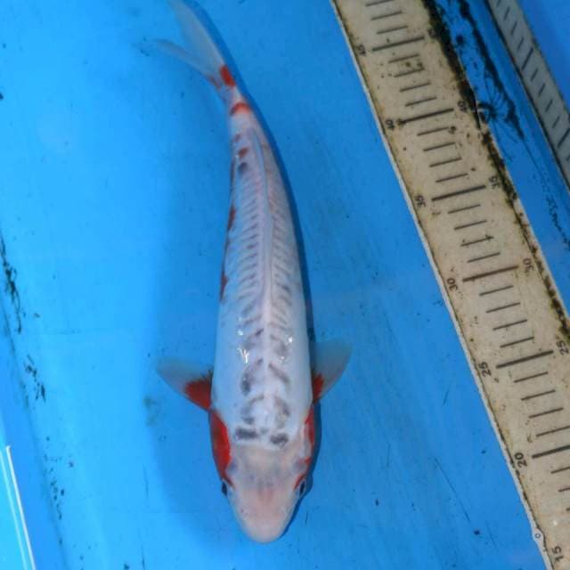 31cm F1 HANA SHUSUI