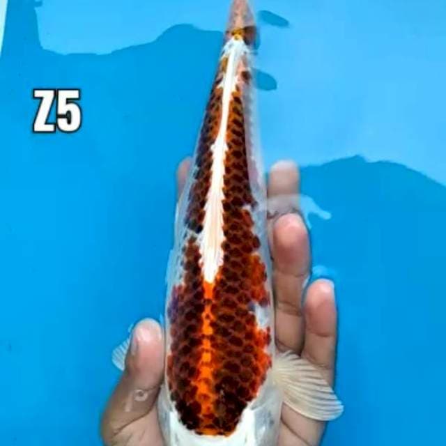 ikan cakep jangan di anggurin Boss ku..๐๐ฅ