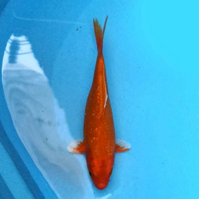 Orenji Ogon Ginrin 19 cm