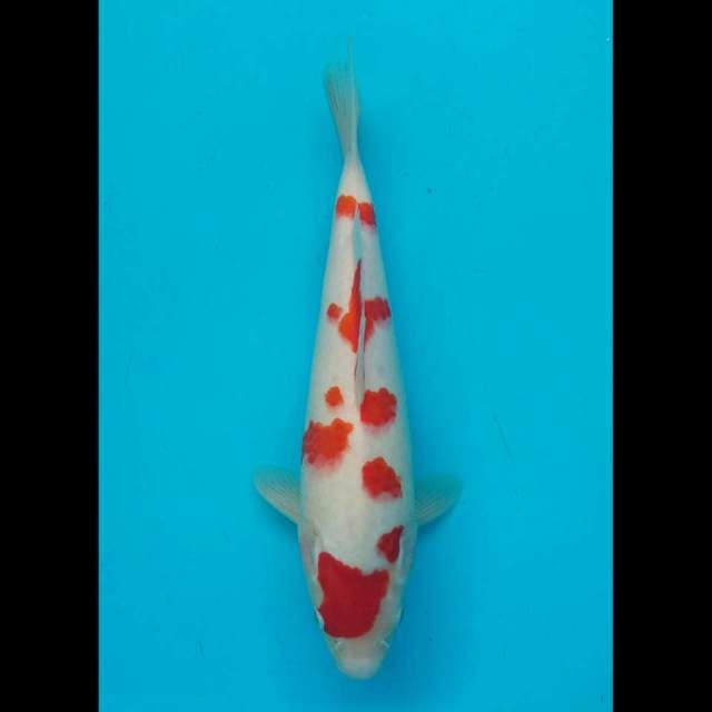Dalmation kohaku