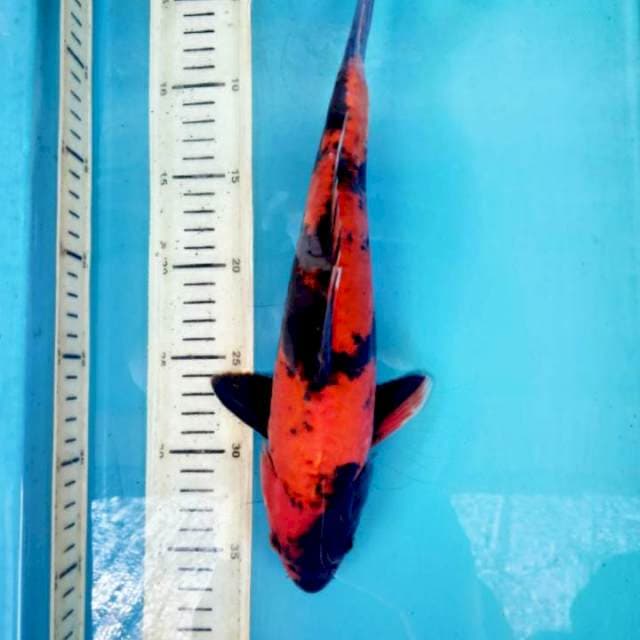 Utsuri doit, 30cm male