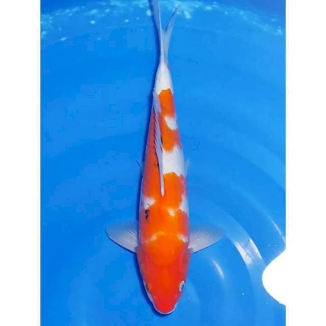 Original Inazuma Sanke 34cm (M)
