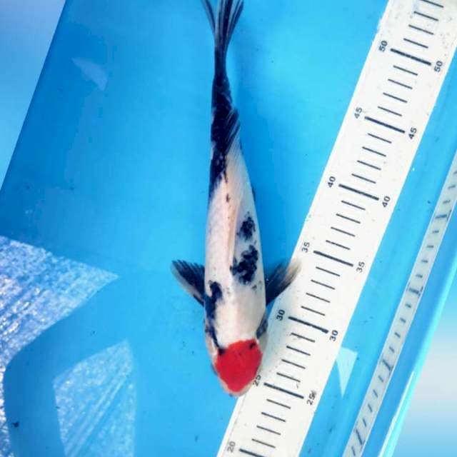 Ori Tancho showa, 27cm male