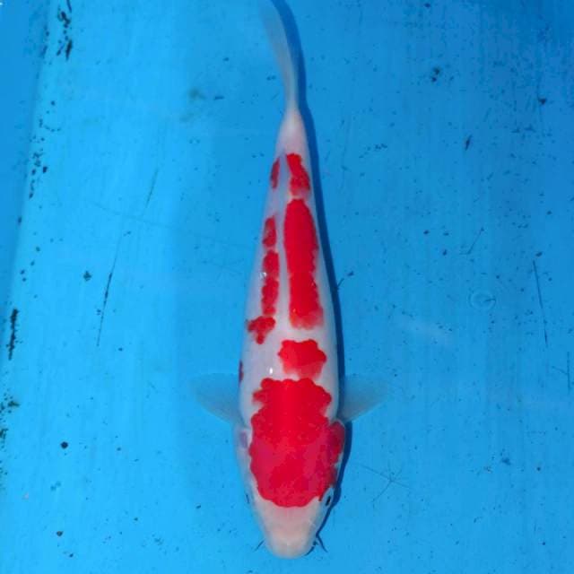KOHAKU