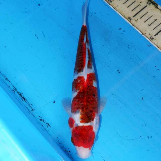 KOROMO
