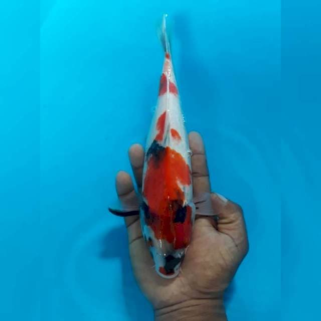 Showa (30cm)