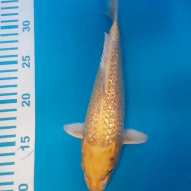Ogon Ginrin 25 cm