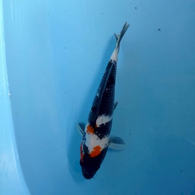 SHOWA 27cm
