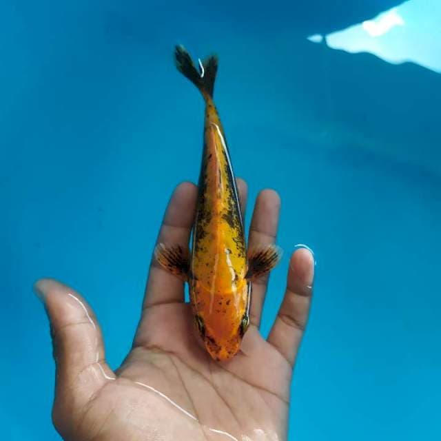 Beni Kumonryu 18cm