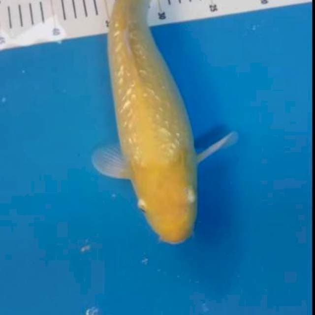 Karasi ginrin 35cm