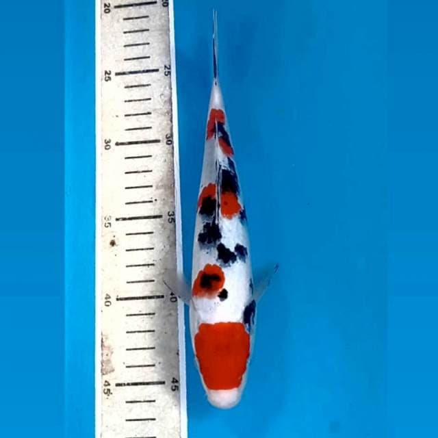Sanke, 23 cm