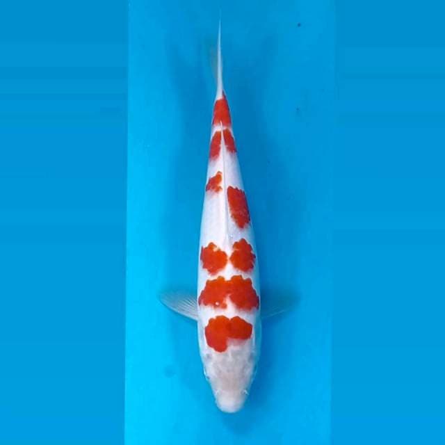 Kohaku, 22 cm