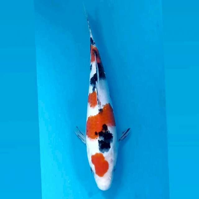 Sanke, 23 cm