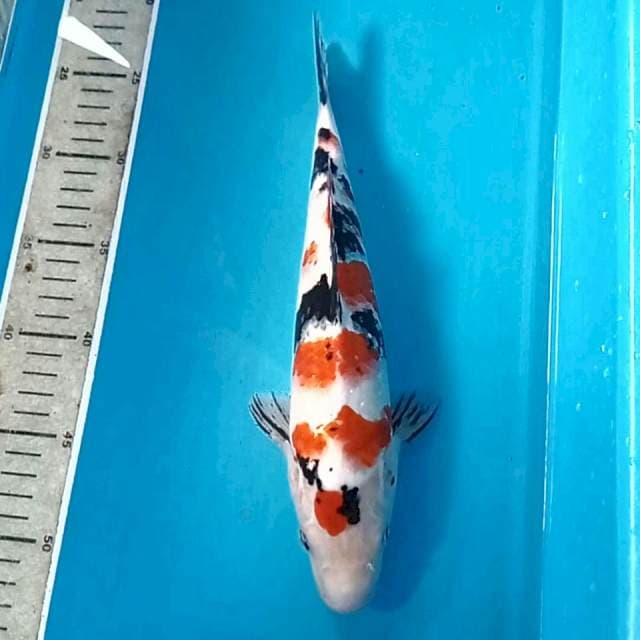 Sanke, 29 cm