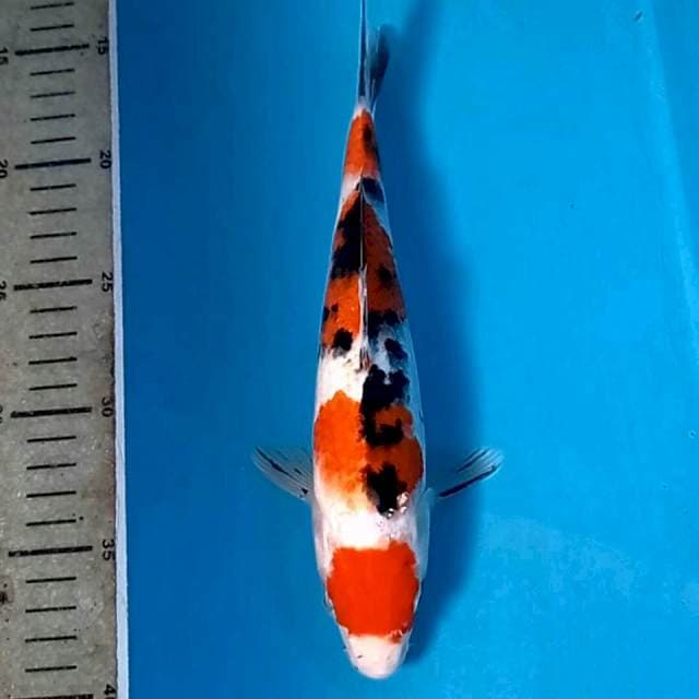 Sanke, 25 cm