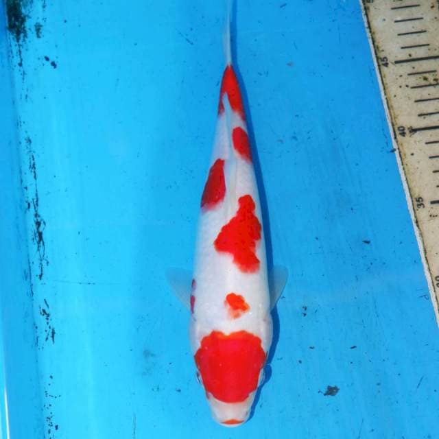 MIZUTAMA KOHAKU