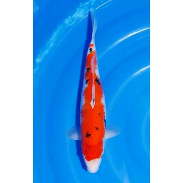 Strong Inazuma Sanke 35cm (F)