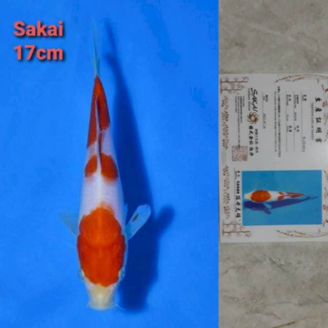 Sakai Kohaku 17cm Certi