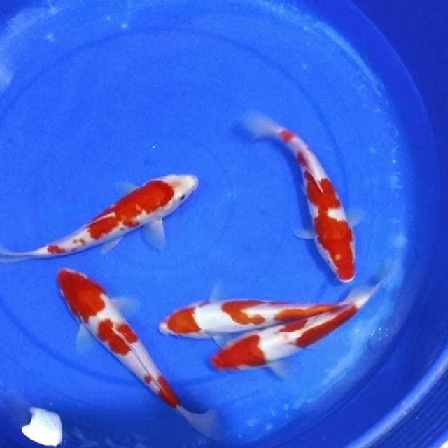 Kohaku merah bagus