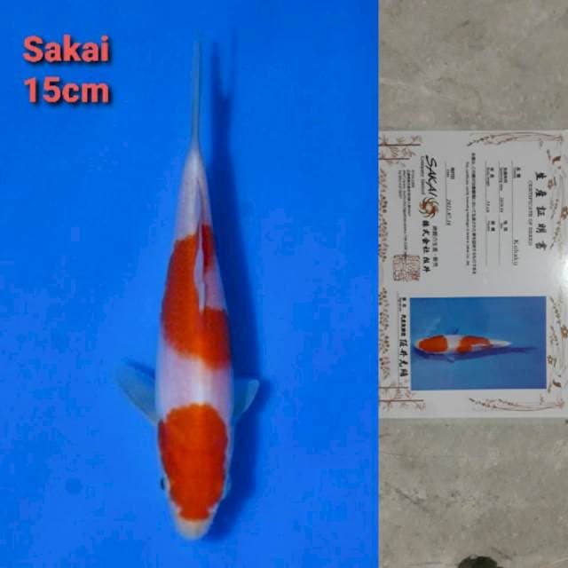 Sakai Kohaku 15cm Certi