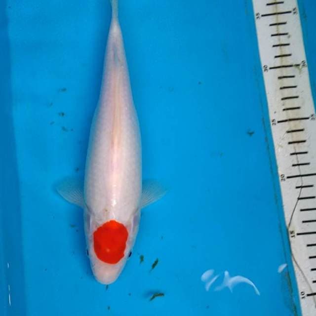 TANCHO KOHAKU