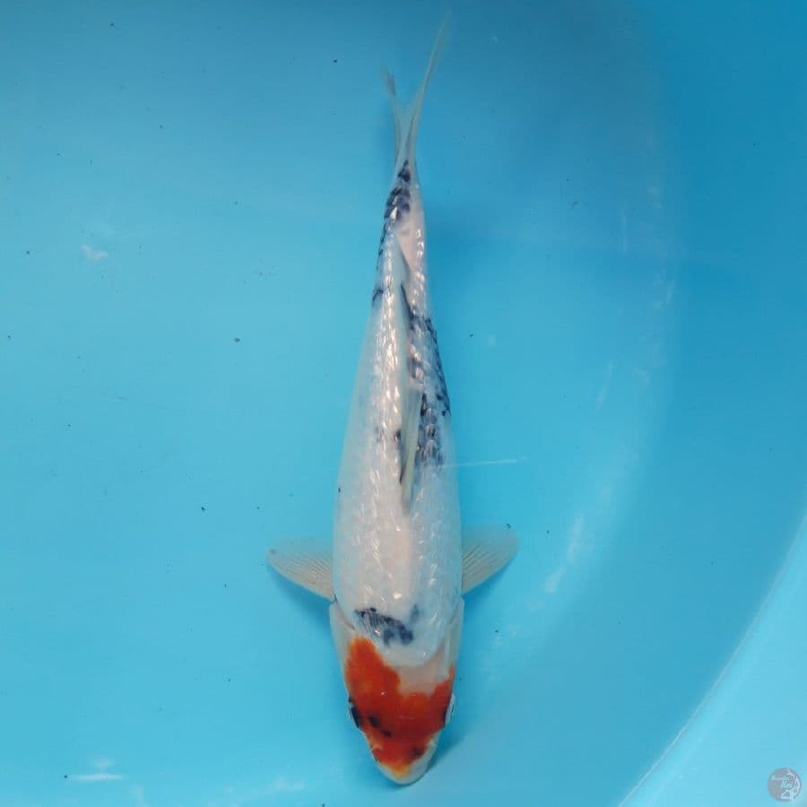 Tancho Showa Ginrin 25cm Ori
