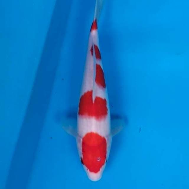 Kohaku godan _27