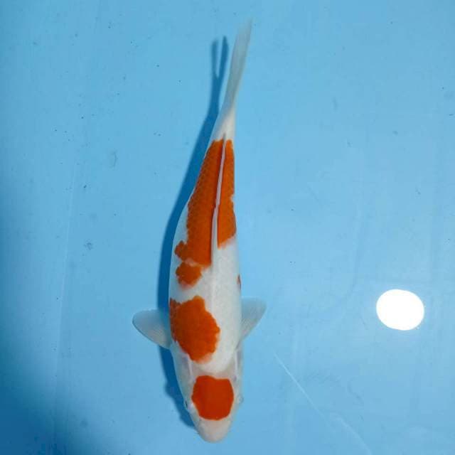 Kohaku