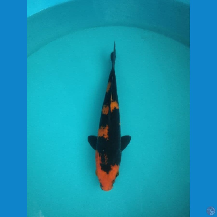 Hi Utsuri Hitam Legam 27 cm