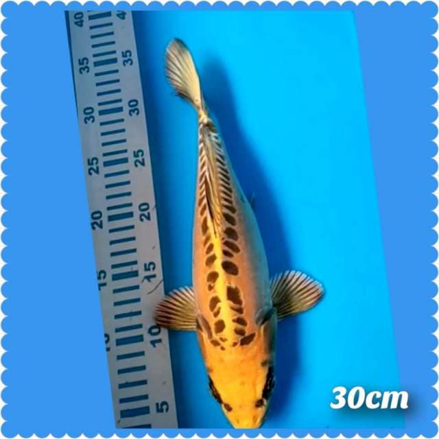 Mishuo yellow 30cm