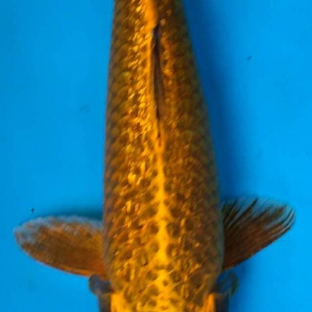 GOLD 36 cm