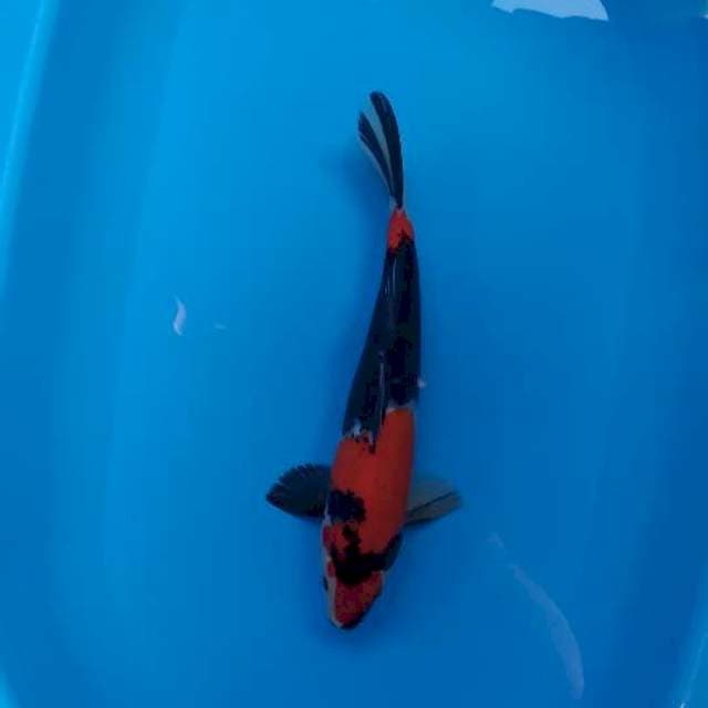 showa joss 2.male 36 cm