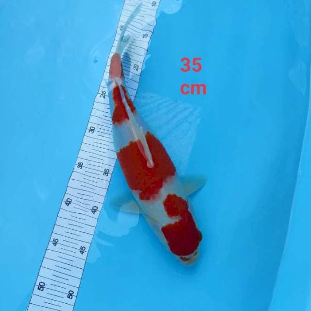 Kohaku stong 35 cm