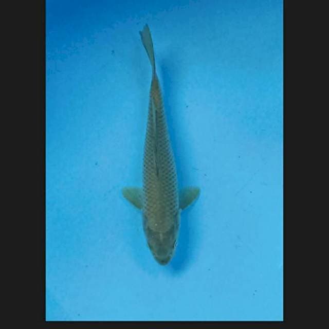 Midorigoi 21 cm