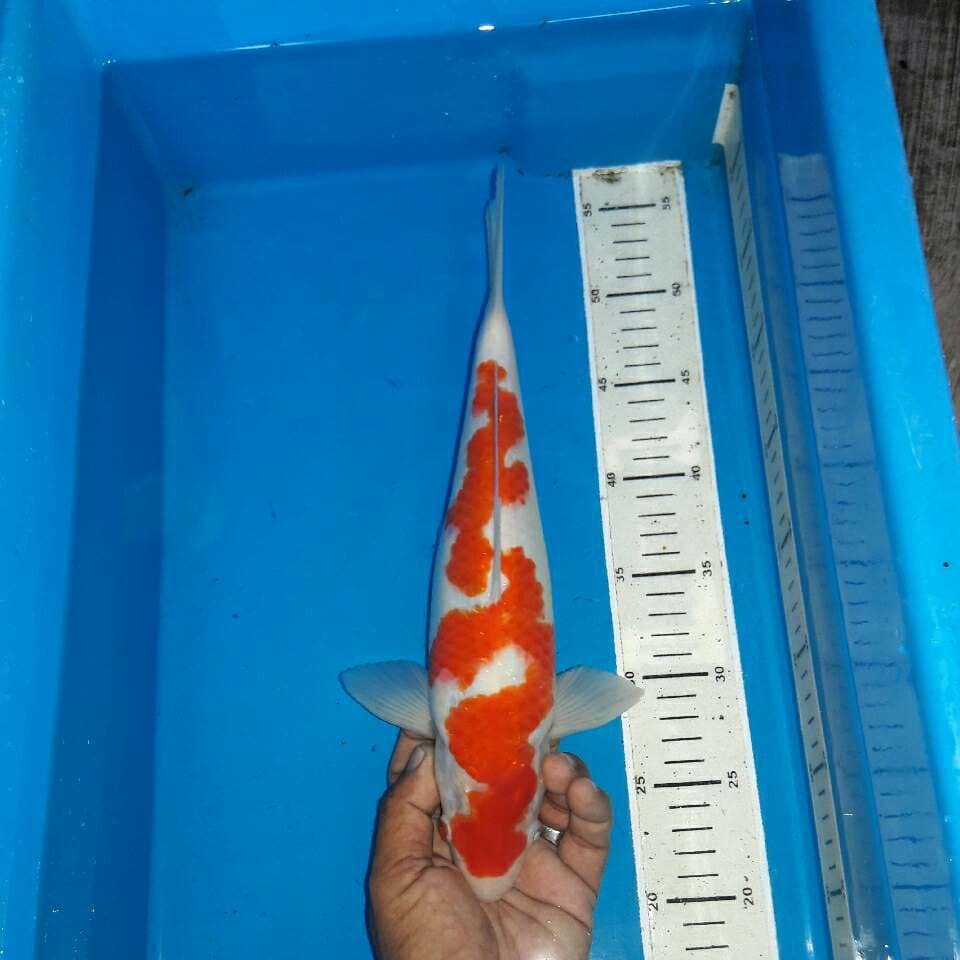 Red inazuma kohaku naga langgit koleksi pengusaha sukses