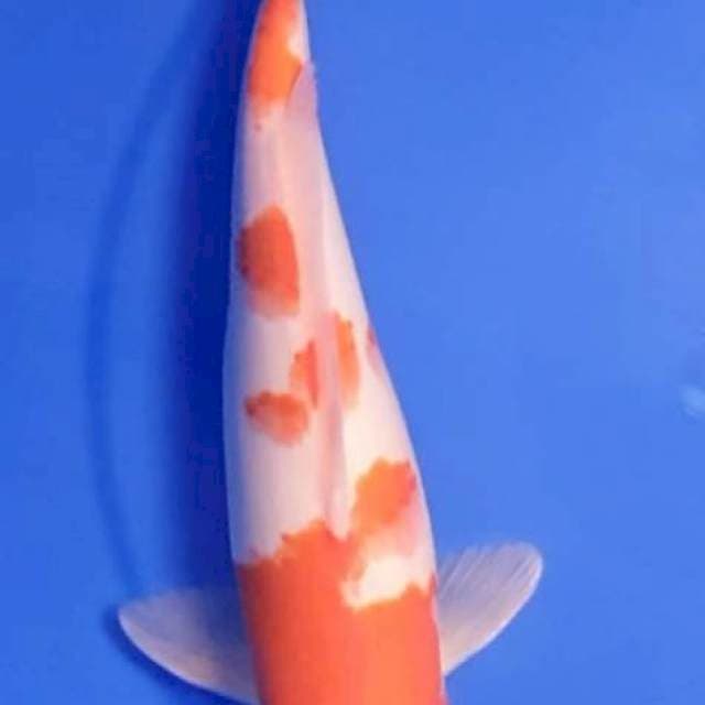 Kohaku 33Cm