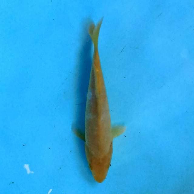 Karashi 17 cm