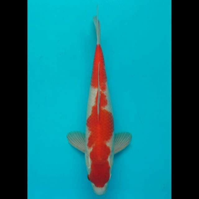 Kohaku 39cm