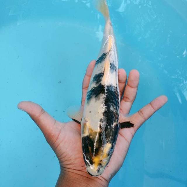 Ginshiro30cm