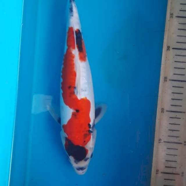 Showa doit 32cm