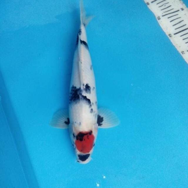 Thanco sowa 35cm