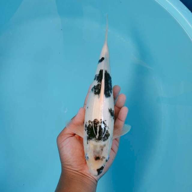 Koromo 30 cm