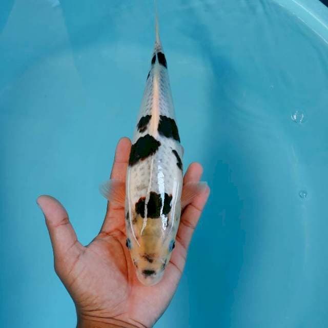 Koromo31cm