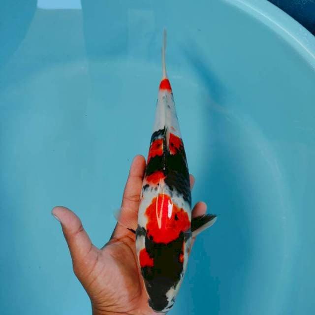 Showa 33cm